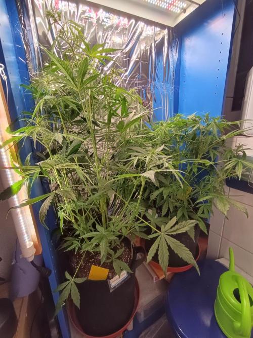 Afghan Pearl CBD Auto - Im Regal. Week 6 - Tag 39
Vorne Blueberry Candiez Auto, hinten Afghan Pearl Auto