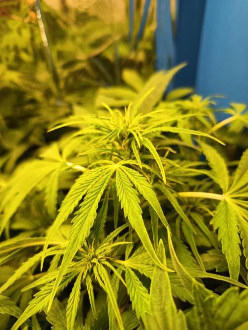 Blueberry Candiez Auto - Im Regal. Week 6 - Tag 39