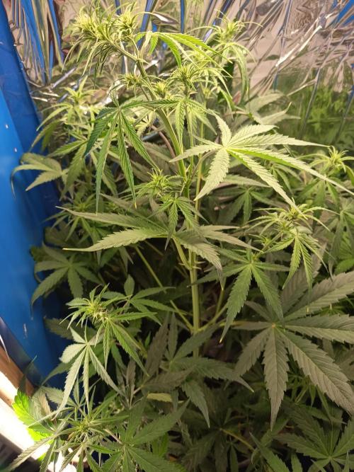 Blueberry Candiez Auto - Im Regal. Week 6 - Tag 39