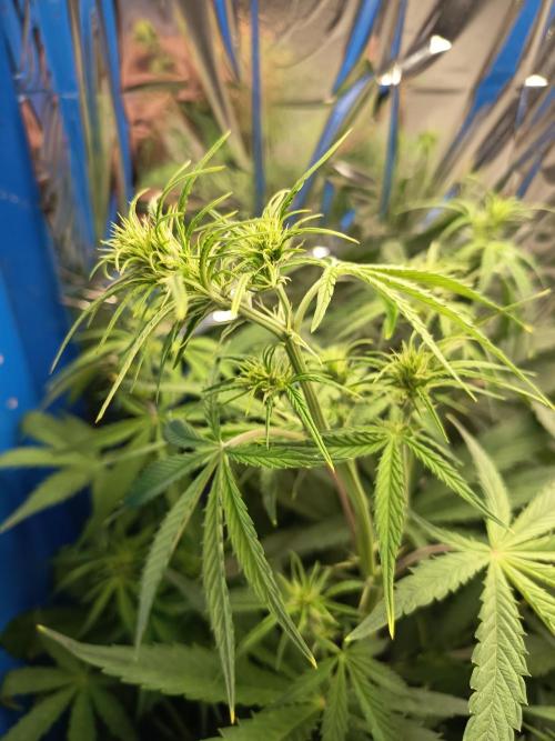 Blueberry Candiez Auto - Im Regal. Week 6 - Tag 39