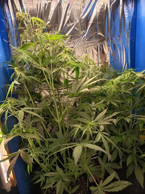 Blueberry Candiez Auto - Im Regal. Week 6 - Tag 39