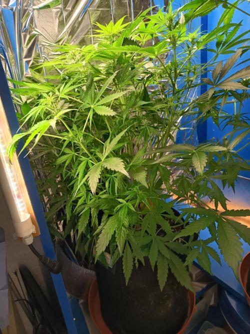 Afghan Pearl CBD Auto - Im Regal. Week 6 - Tag 42