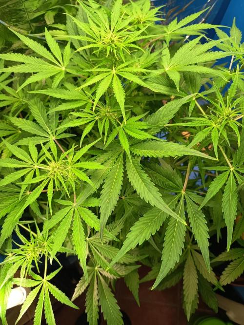 Afghan Pearl CBD Auto - Im Regal. Week 6 - Tag 42