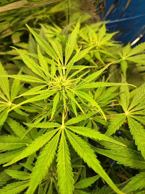 Afghan Pearl CBD Auto - Im Regal. Week 6 - Tag 42