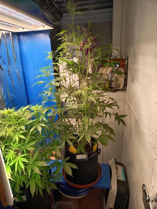 Blueberry Candiez Auto - Im Regal. Week 6 - Tag 42
Hinten Blueberry Candiez Auto