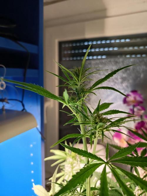 Blueberry Candiez Auto - Im Regal. Week 6 - Tag 42