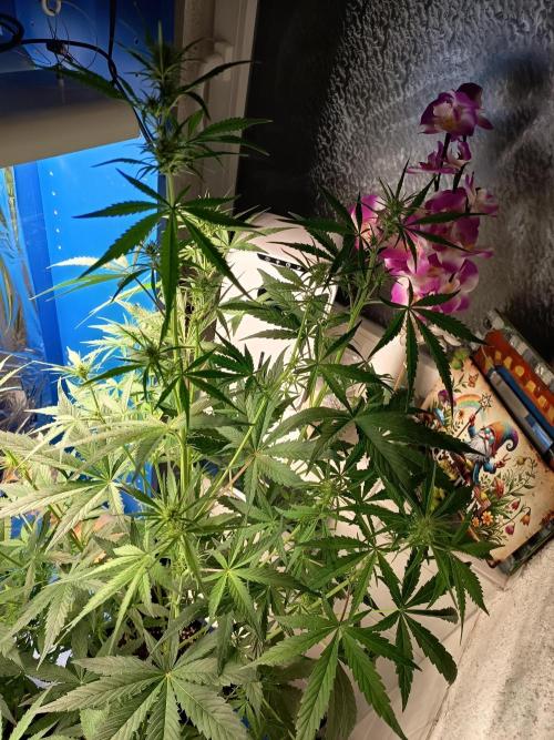 Blueberry Candiez Auto - Im Regal. Week 6 - Tag 42