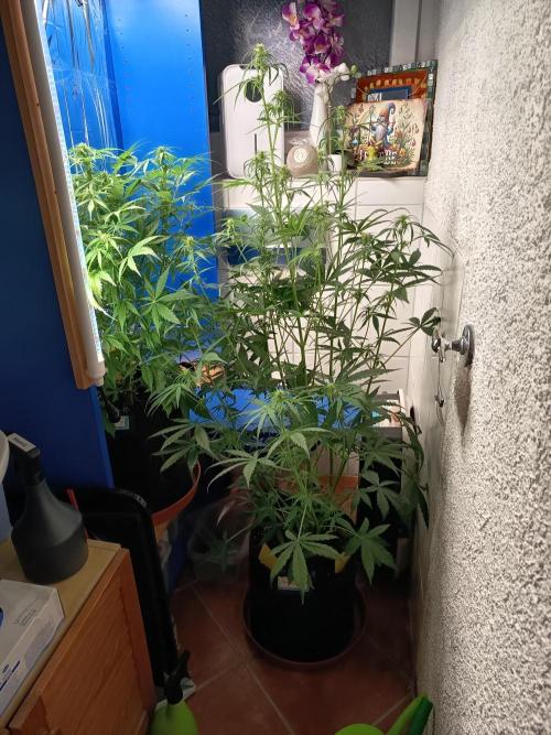 Blueberry Candiez Auto - Im Regal. Week 7 - Tag 45