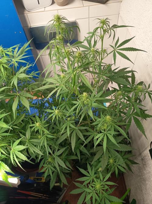 Blueberry Candiez Auto - Im Regal. Week 7 - Tag 45