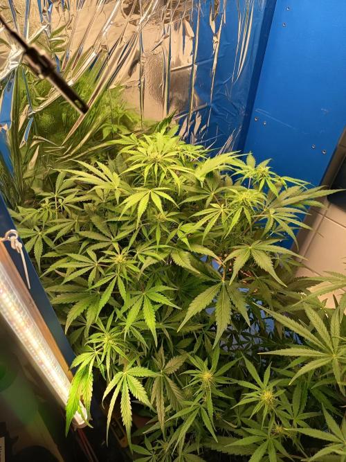 Afghan Pearl CBD Auto - Im Regal. Week 7 - Tag 45