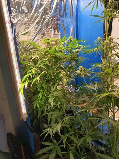 Afghan Pearl CBD Auto - Im Regal. Week 7 - Tag 45