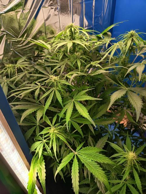 Afghan Pearl CBD Auto - Im Regal. Week 7 - Tag 45