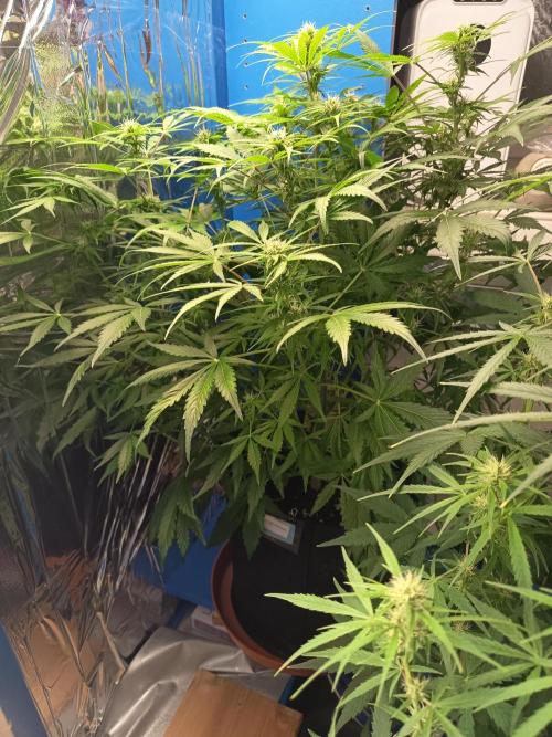 Afghan Pearl CBD Auto - Im Regal. Week 7 - Tag 49