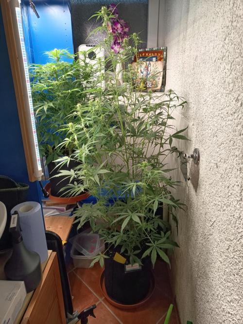 Blueberry Candiez Auto - Im Regal. Week 7 - Tag 49