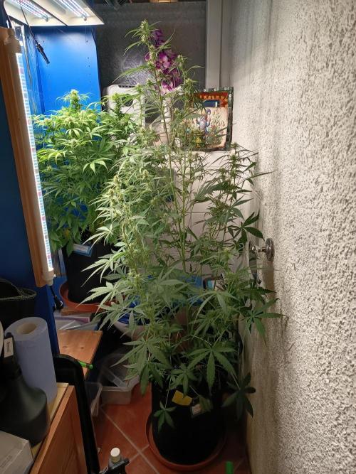 Blueberry Candiez Auto - Im Regal. Week 8 - Tag 56