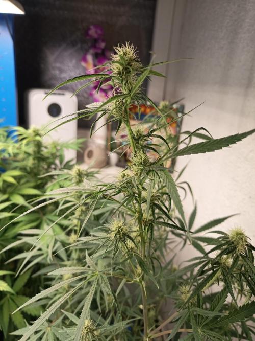 Blueberry Candiez Auto - Im Regal. Week 8 - Tag 56