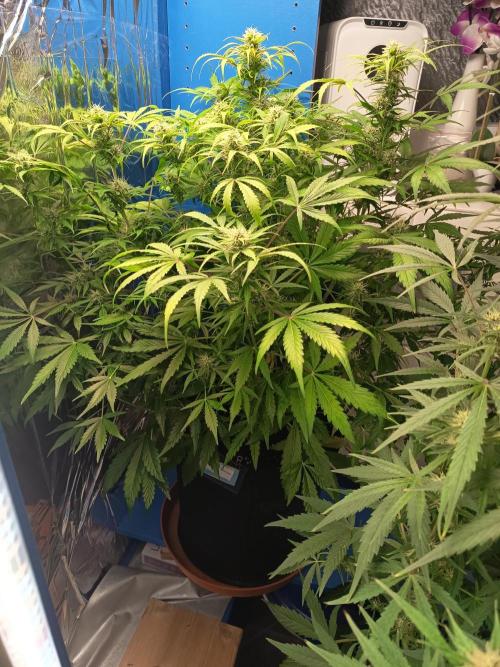 Afghan Pearl CBD Auto - Im Regal. Week 8 - Tag 56