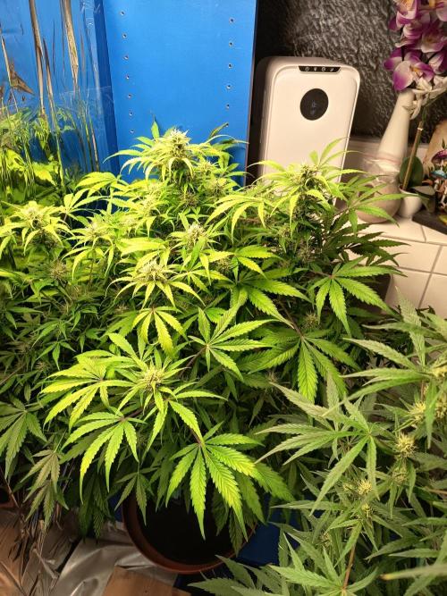 Afghan Pearl CBD Auto - Im Regal. Week 8 - Tag 56