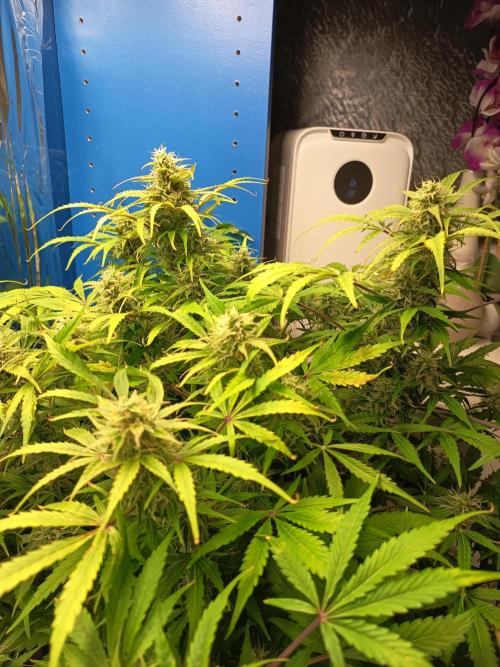 Afghan Pearl CBD Auto - Im Regal. Week 9 - Tag 63