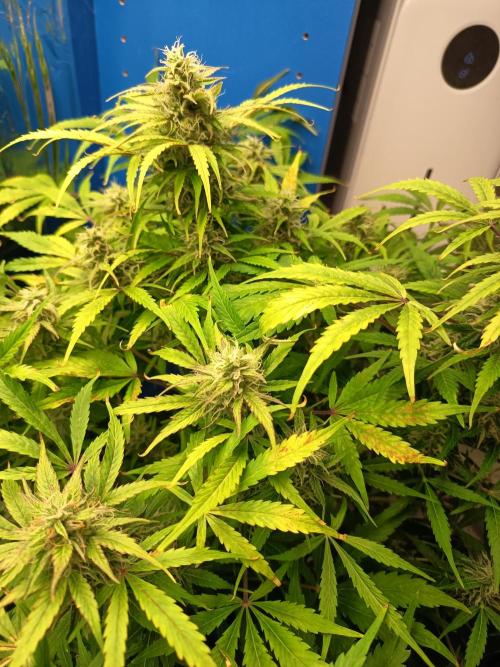 Afghan Pearl CBD Auto - Im Regal. Week 9 - Tag 63