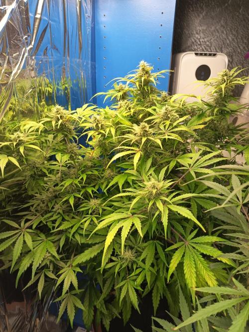 Afghan Pearl CBD Auto - Im Regal. Week 9 - Tag 63