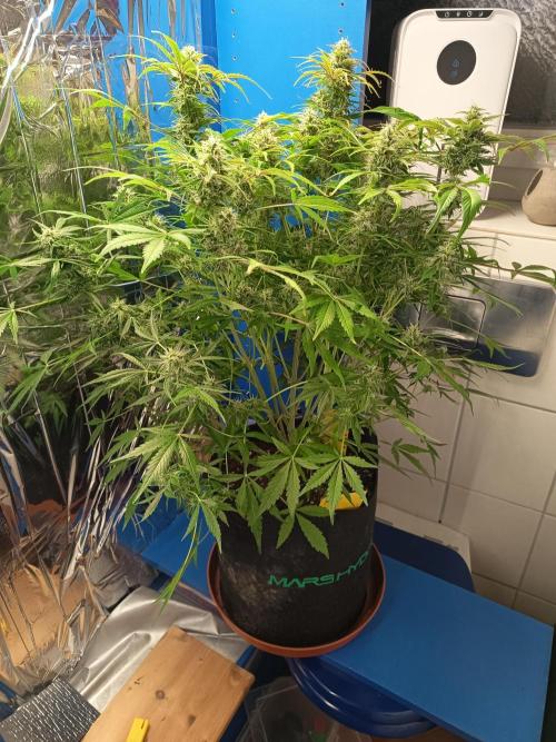 Afghan Pearl CBD Auto - Im Regal. Week 10 - Tag 64