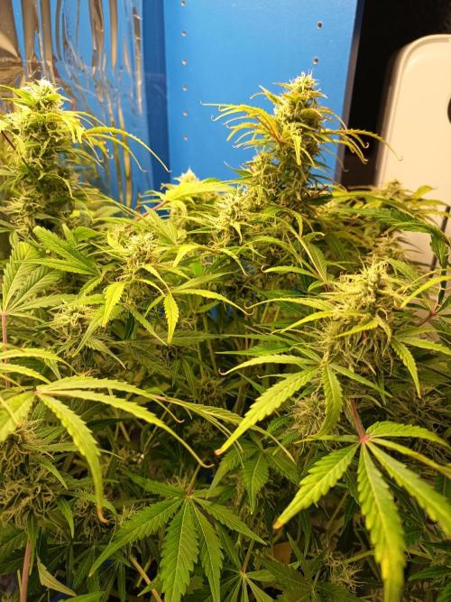 Afghan Pearl CBD Auto - Im Regal. Week 10 - Tag 64