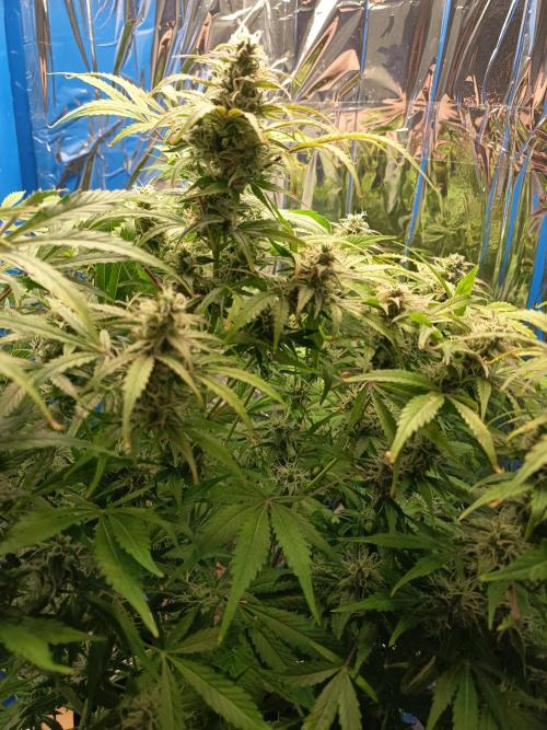 Afghan Pearl CBD Auto - Im Regal. Week 10 - Tag 64