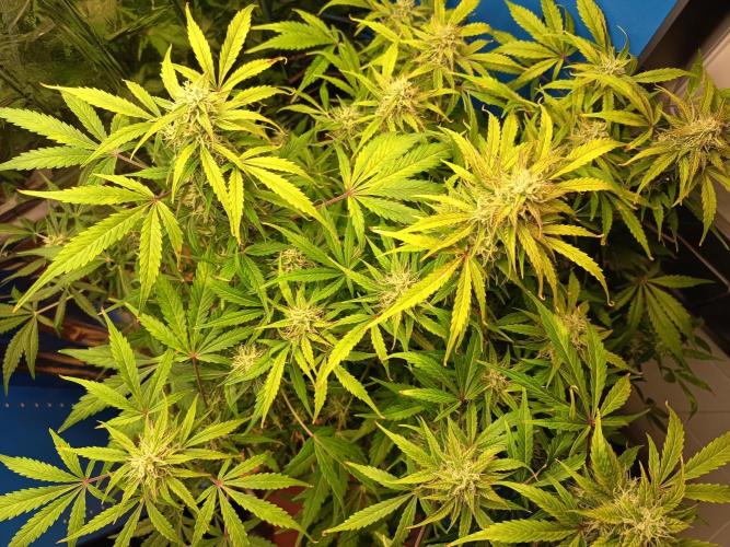 Afghan Pearl CBD Auto - Im Regal. Week 10 - Tag 64