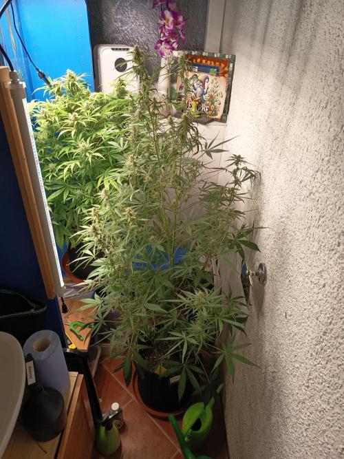 Blueberry Candiez Auto - Im Regal. Week 9 - Tag 63