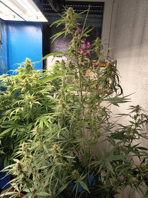 Blueberry Candiez Auto - Im Regal. Week 9 - Tag 63