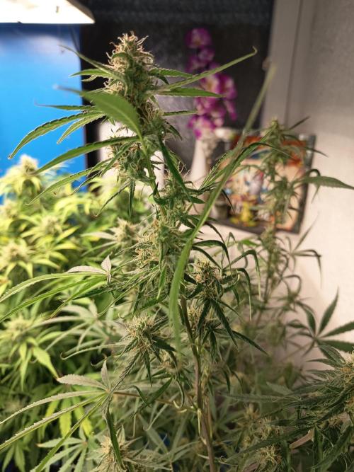 Blueberry Candiez Auto - Im Regal. Week 9 - Tag 63