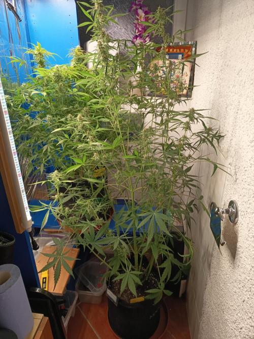 Blueberry Candiez Auto - Im Regal. Week 10 - Tag 64