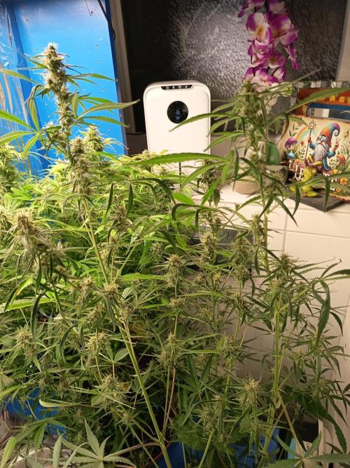 Blueberry Candiez Auto - Im Regal. Week 10 - Tag 64