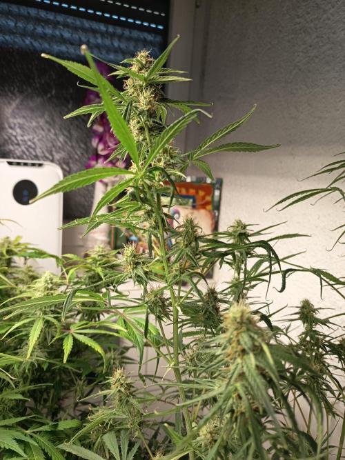 Blueberry Candiez Auto - Im Regal. Week 10 - Tag 64