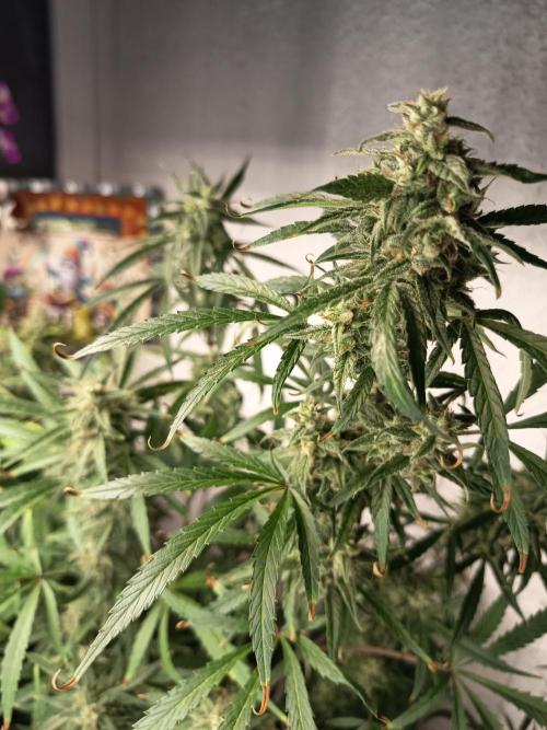 Blueberry Candiez Auto - Im Regal. Week 11 - Tag 74