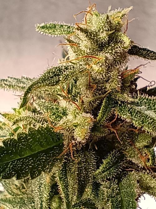 Blueberry Candiez Auto - Im Regal. Week 11 - Tag 74