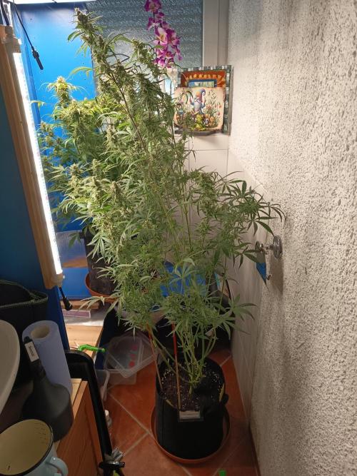 Blueberry Candiez Auto - Im Regal. Week 11 - Tag 75