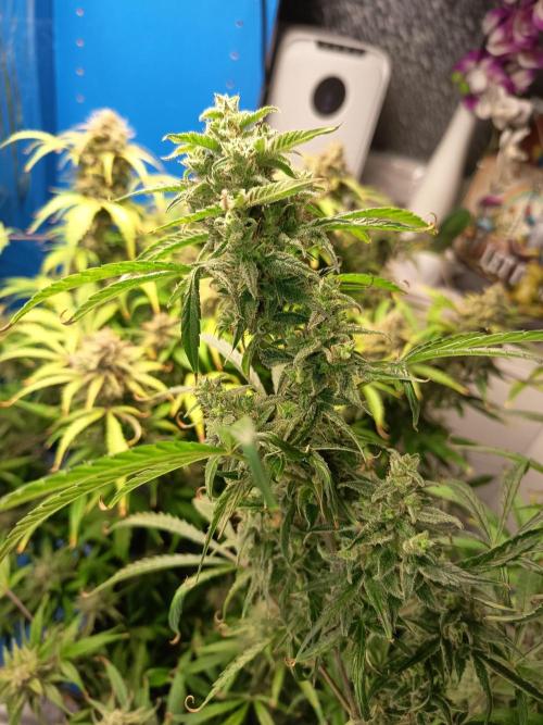 Blueberry Candiez Auto - Im Regal. Week 12 - Tag 84