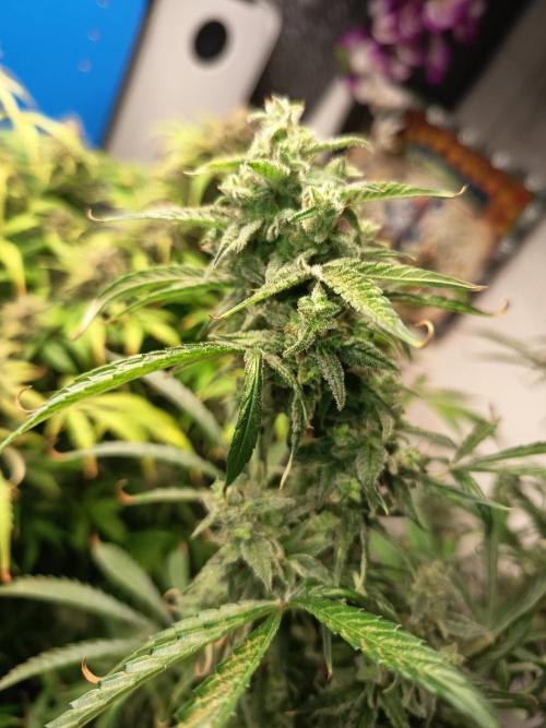 Blueberry Candiez Auto - Im Regal. Week 12 - Tag 84