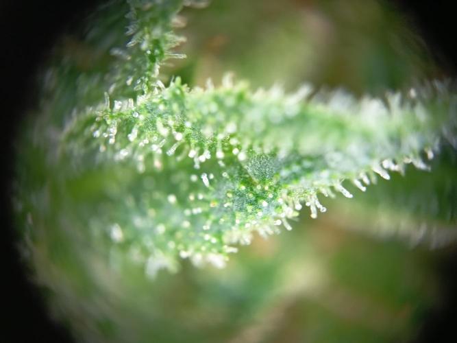 Blueberry Candiez Auto - Im Regal. Week 12