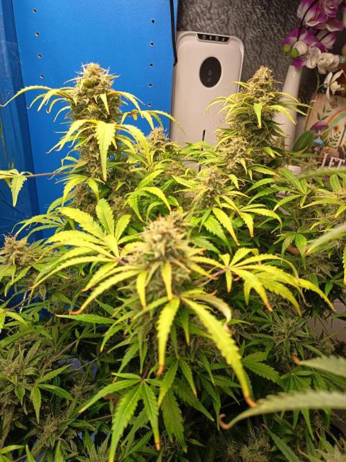 Afghan Pearl CBD Auto - Im Regal. Week 12 - Tag 84