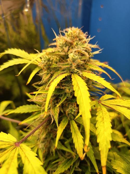 Afghan Pearl CBD Auto - Im Regal. Week 12 - Tag 84