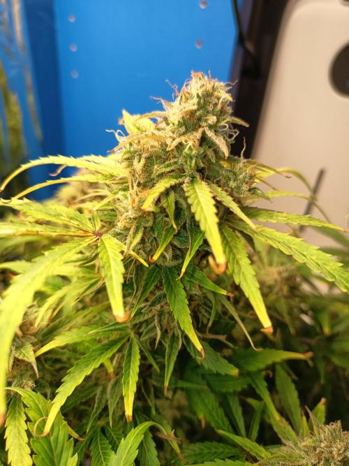 Afghan Pearl CBD Auto - Im Regal. Week 12 - Tag 84