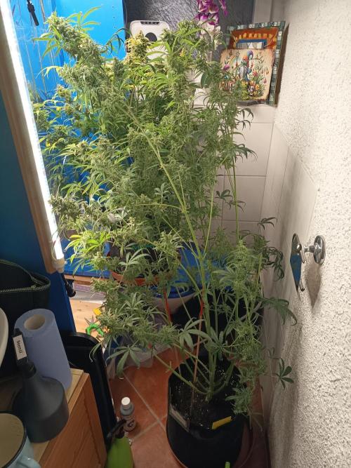 Blueberry Candiez Auto - Im Regal. Week 13 - Tag 88