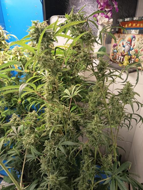 Blueberry Candiez Auto - Im Regal. Week 13 - Tag 88