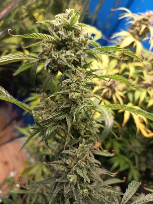 Blueberry Candiez Auto - Im Regal. Week 13 - Tag 88