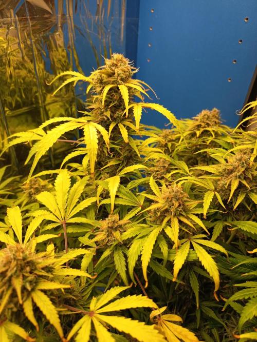 Afghan Pearl CBD Auto - Im Regal. Week 13 - Tag 88