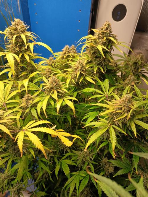 Afghan Pearl CBD Auto - Im Regal. Week 13 - Tag 88