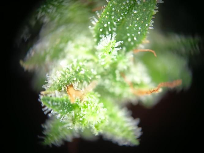 Blueberry Candiez Auto - Im Regal. Week 14 - Tag 93